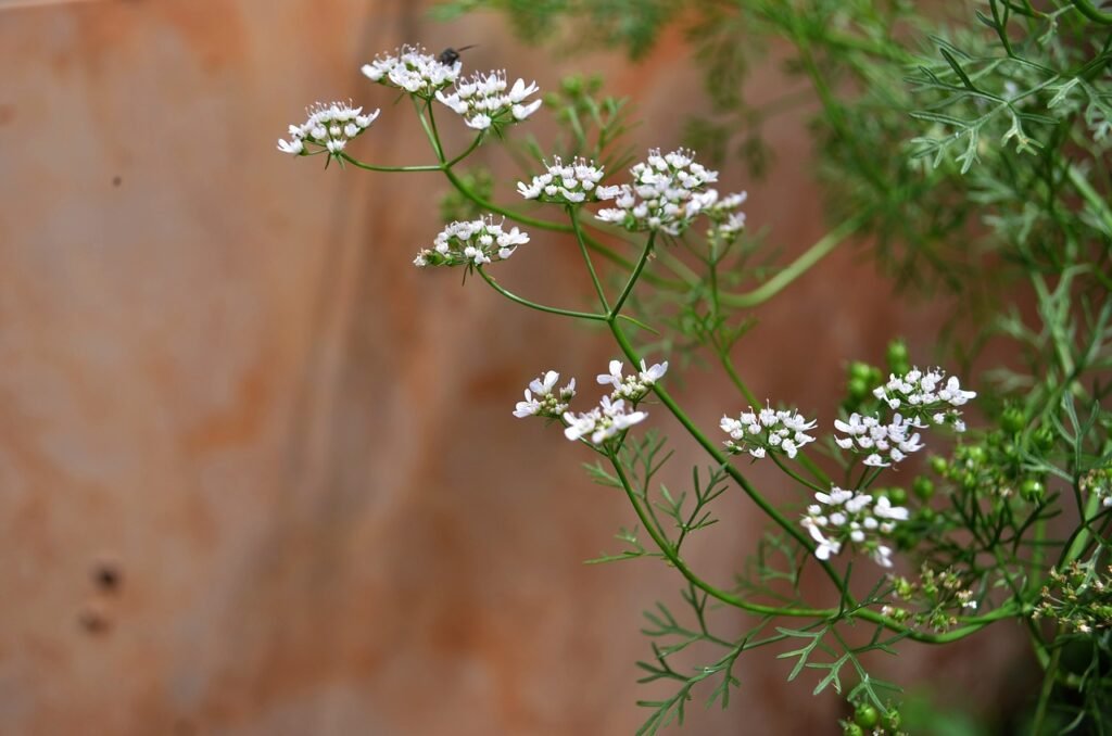 Cilantro plant gone to flower with small white blossoms and fine feathery leaves