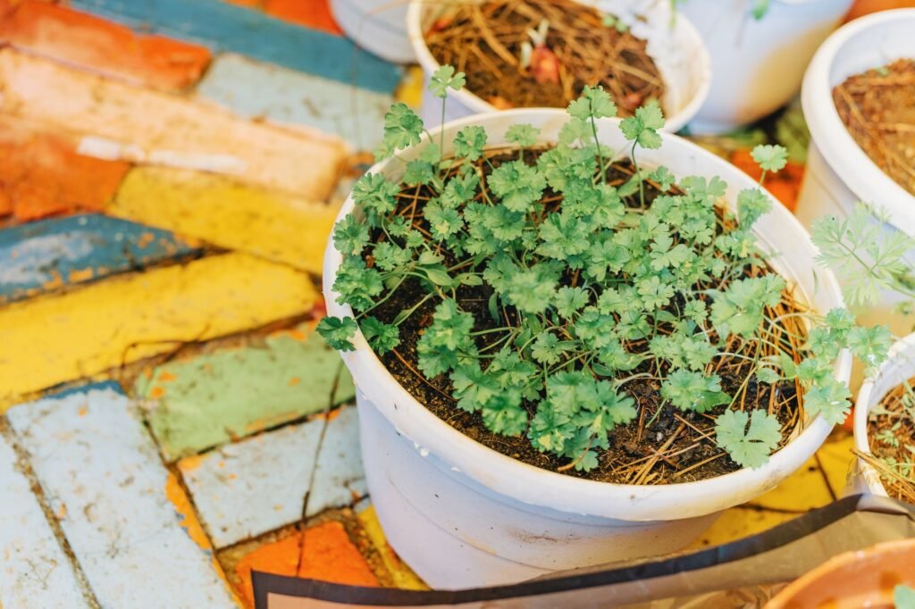 Young cilantro plants with bright green scalloped leaves growing in a white pot