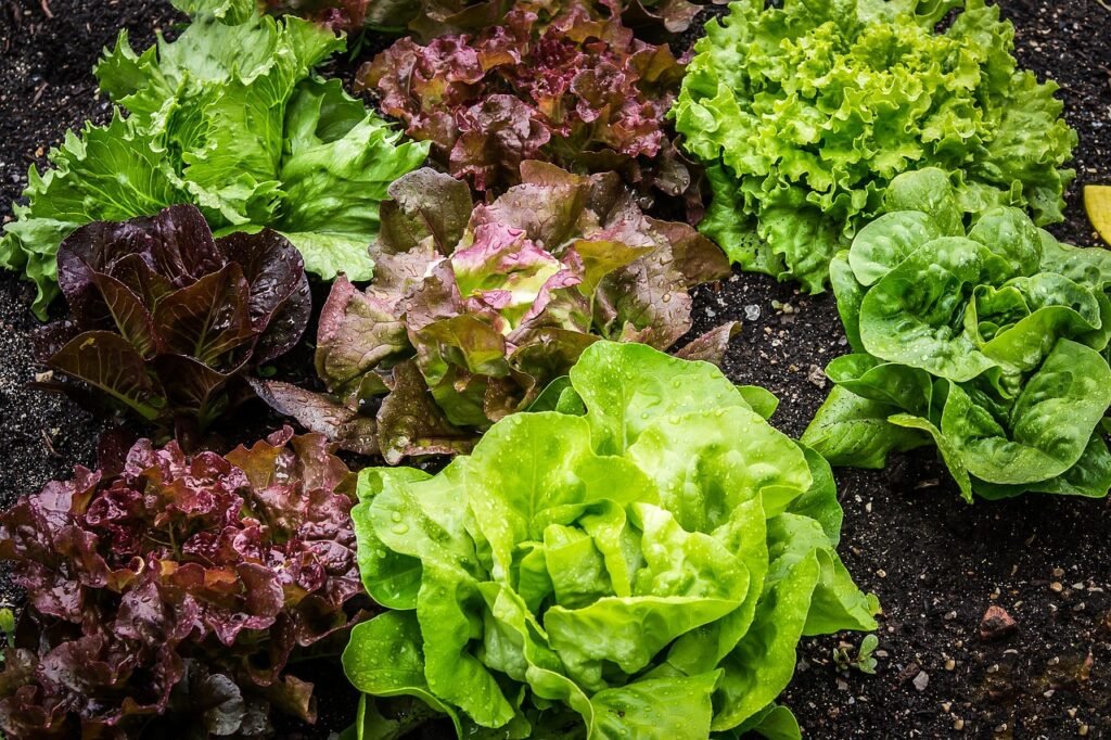 Red and green lettuce heads growing together in a garden bed