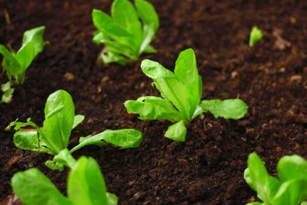 Young green lettuce seedlings growing in rows of dark garden soil