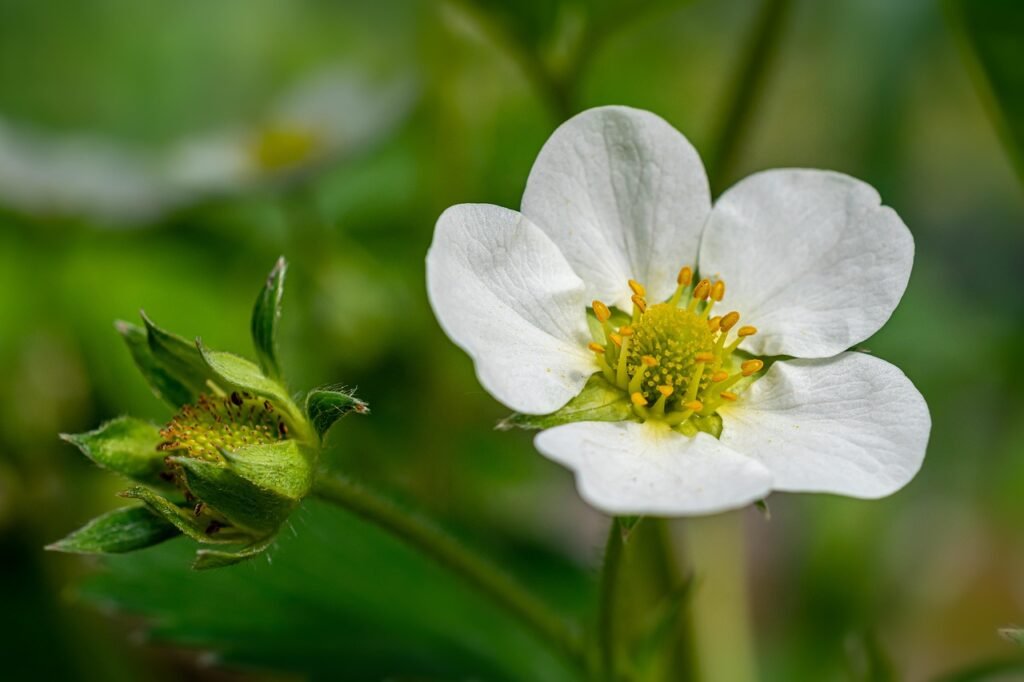 White strawberry blossom with a yellow center next to a green flower bud