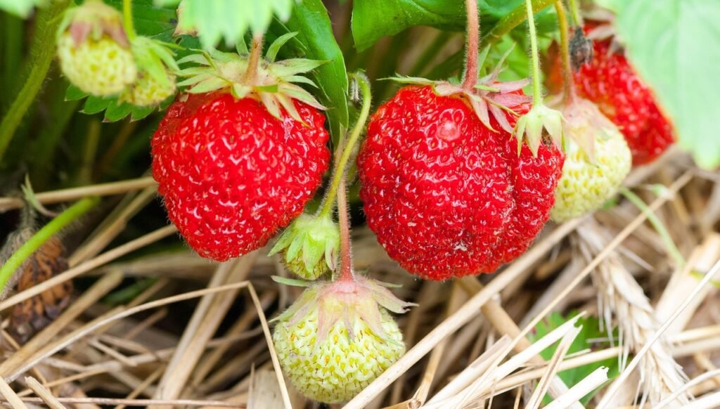 Ripe red and unripe white strawberries hanging from plants over straw mulch