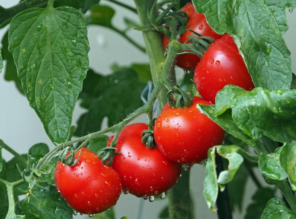 Ripe red tomatoes with water drops hanging from a leafy green vine