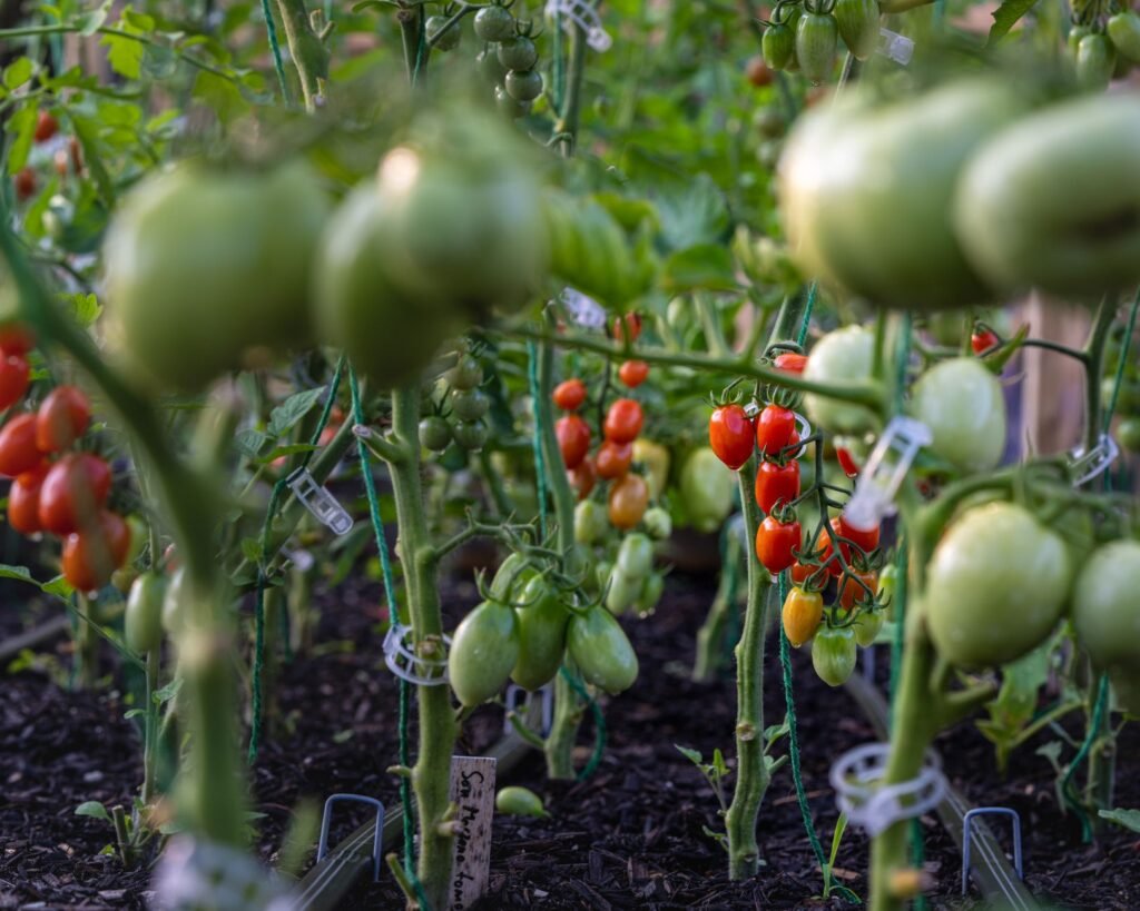 Tomato plants growing in a garden bed with clusters of green and ripening red tomatoes