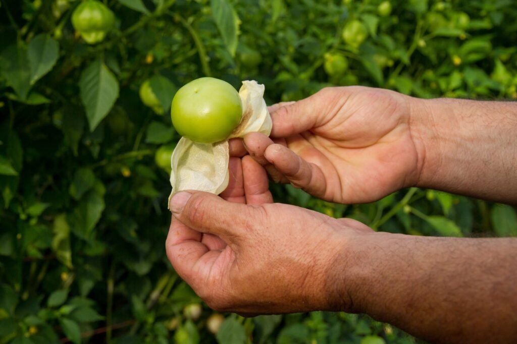 Hands peeling the papery husk from a fresh green tomatillo in a leafy garden