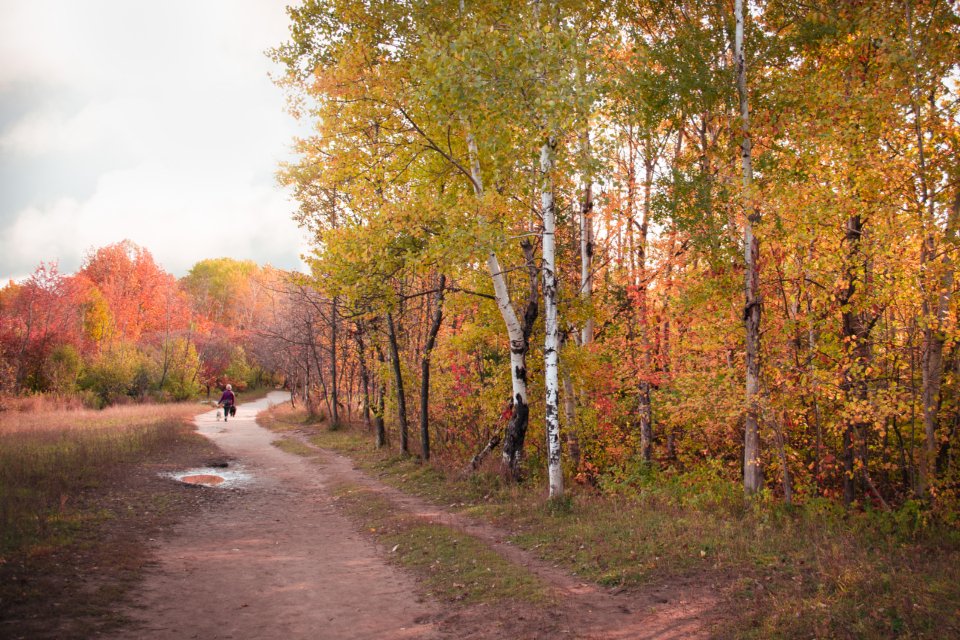Autumn Path