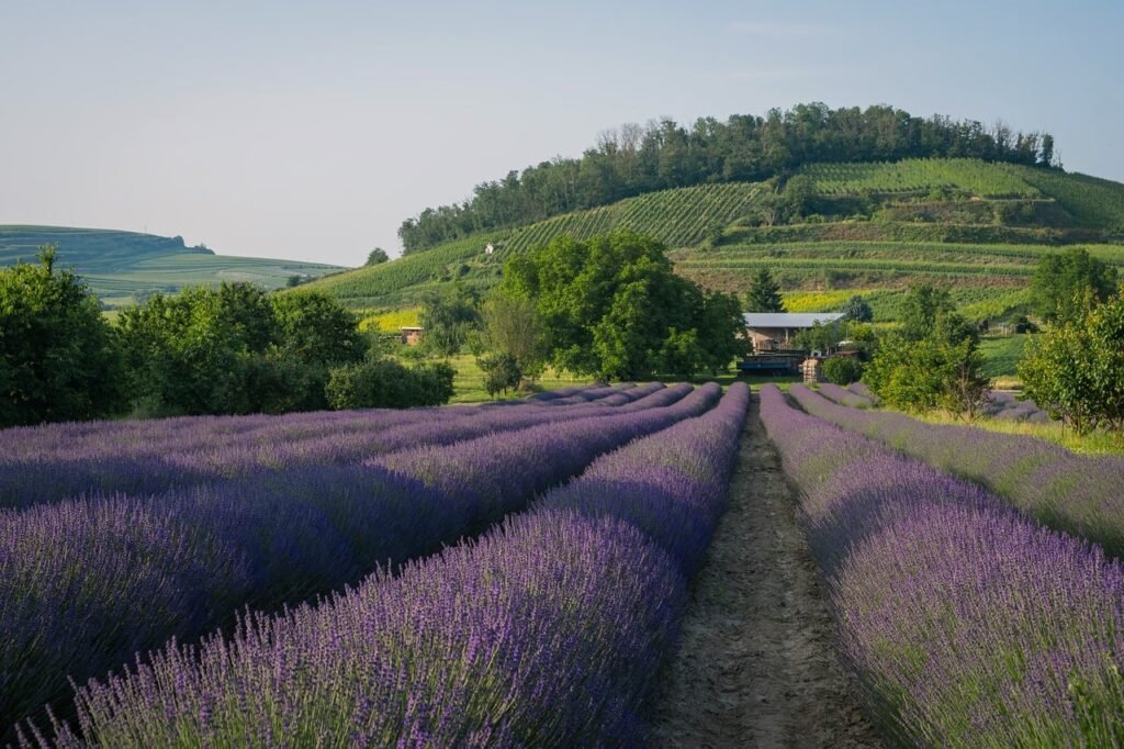 Long rows of blooming lavender stretching toward a green hill under a clear sky