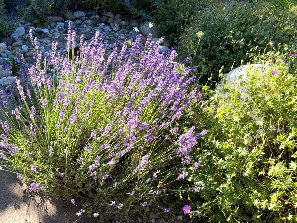 Blooming lavender bush with purple flower spikes beside rocks and shrubs in a sunny garden