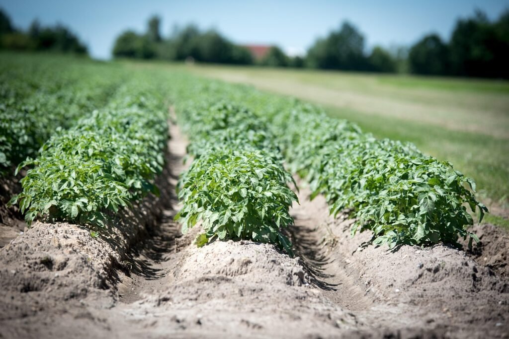 Rows of leafy potato plants growing in hilled mounds of sandy soil in a field