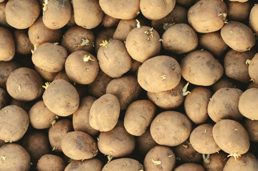 Pile of whole unwashed brown potatoes with smooth skins filling the frame