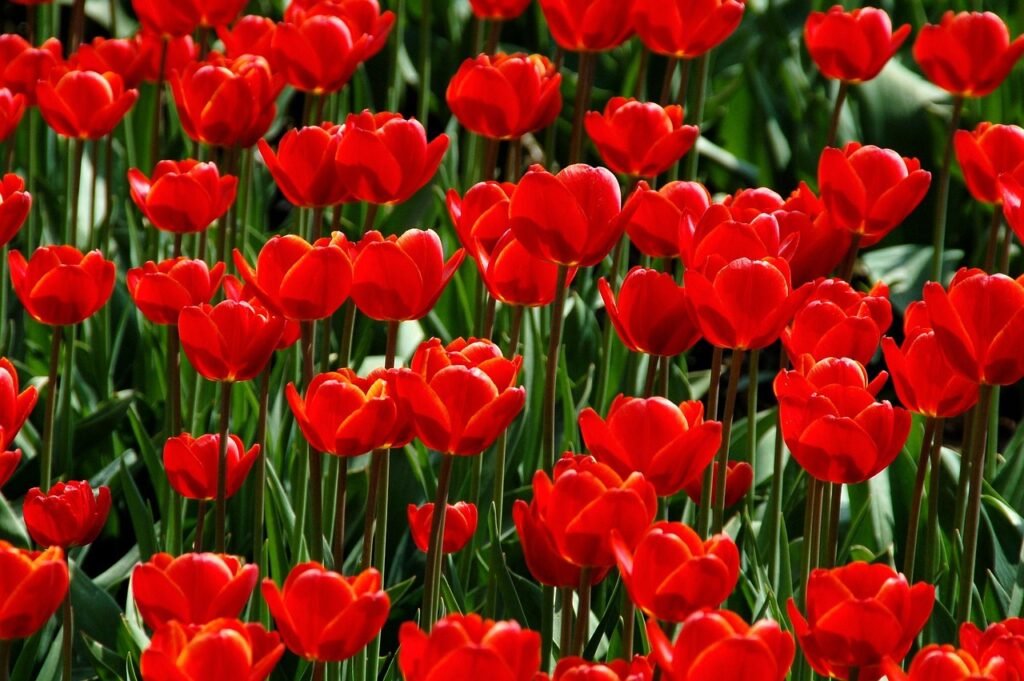 Dense bed of bright red tulips in full bloom with green leaves