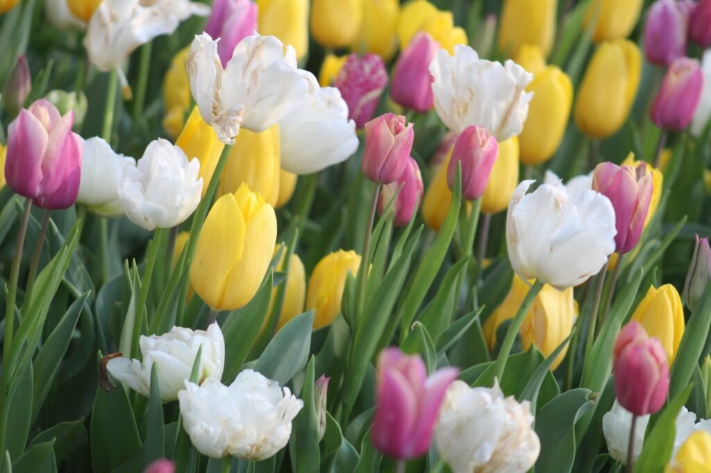 White, yellow and pink tulips blooming close together in a spring garden