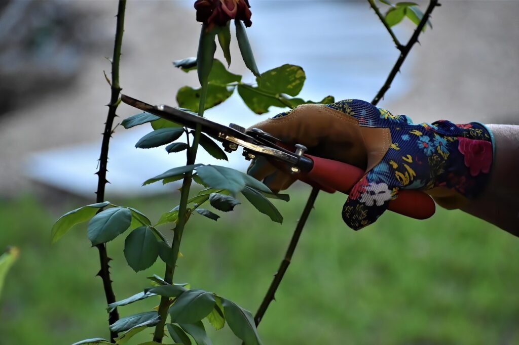 Pruning shears and rose stems