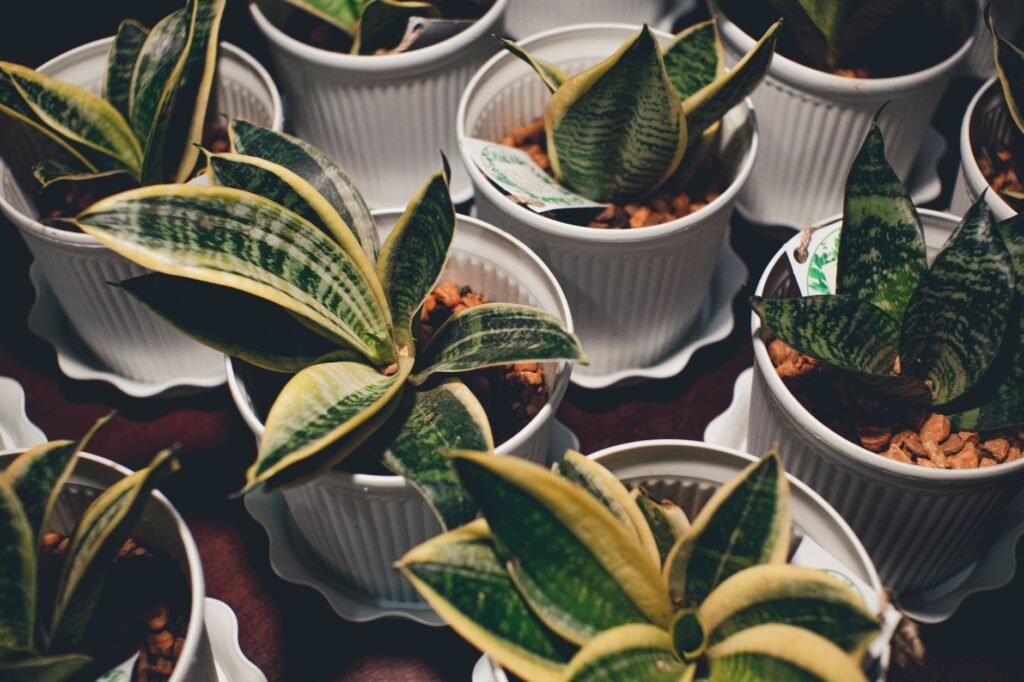 Young snake plants growing in individual white nursery pots