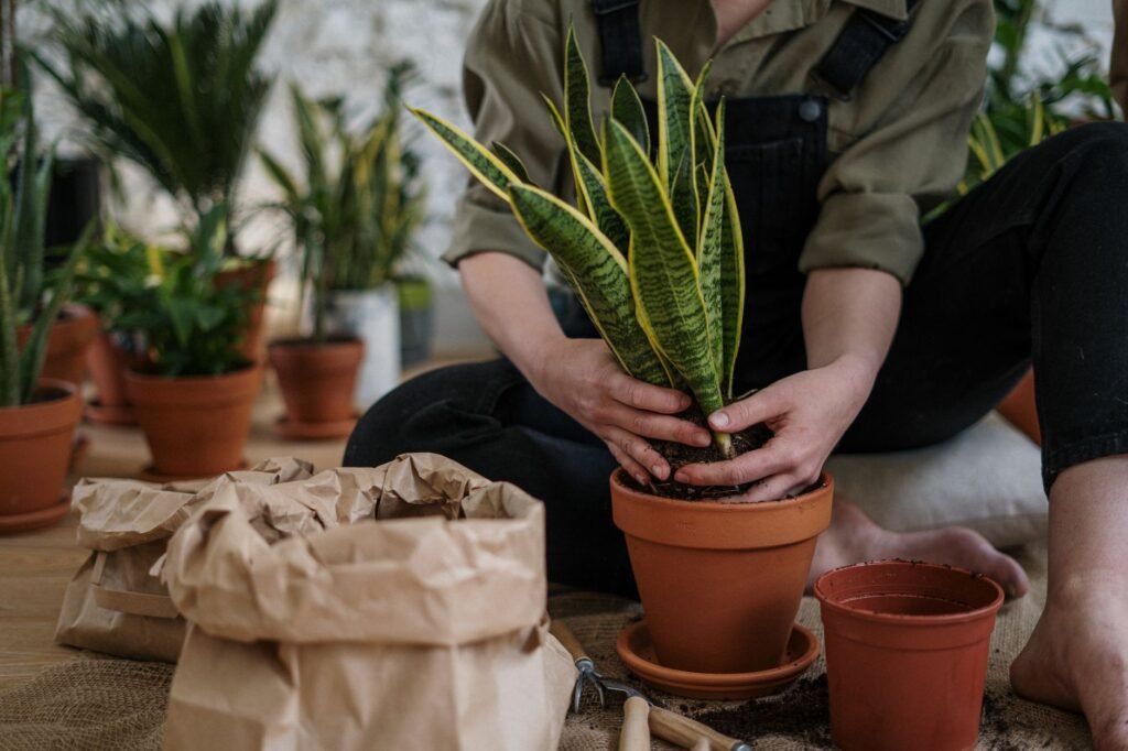 Close-up of a person potting a snake plant indoors, focusing on home gardening