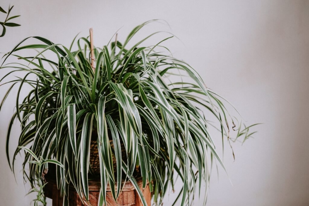 Spider plant with arching green and white striped leaves in a basket against a gray wall