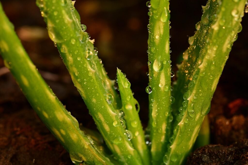 Young aloe vera leaves covered in water droplets growing from dark soil