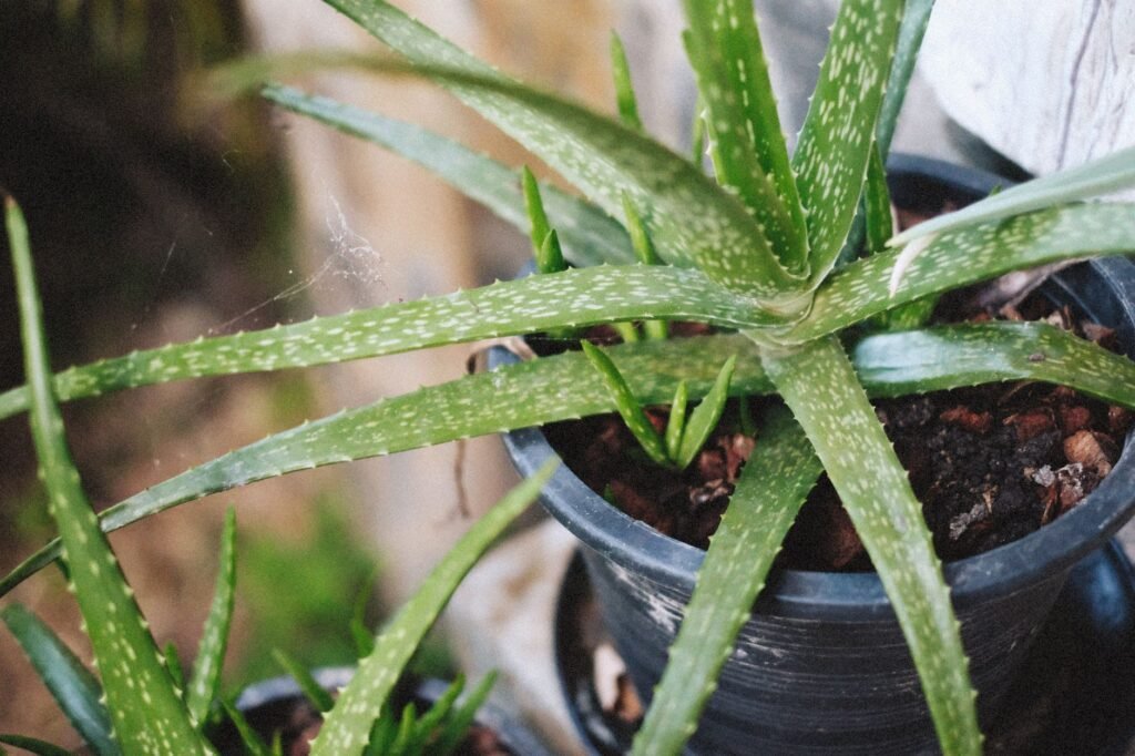 Young aloe vera plant with white speckled leaves growing in a black plastic pot