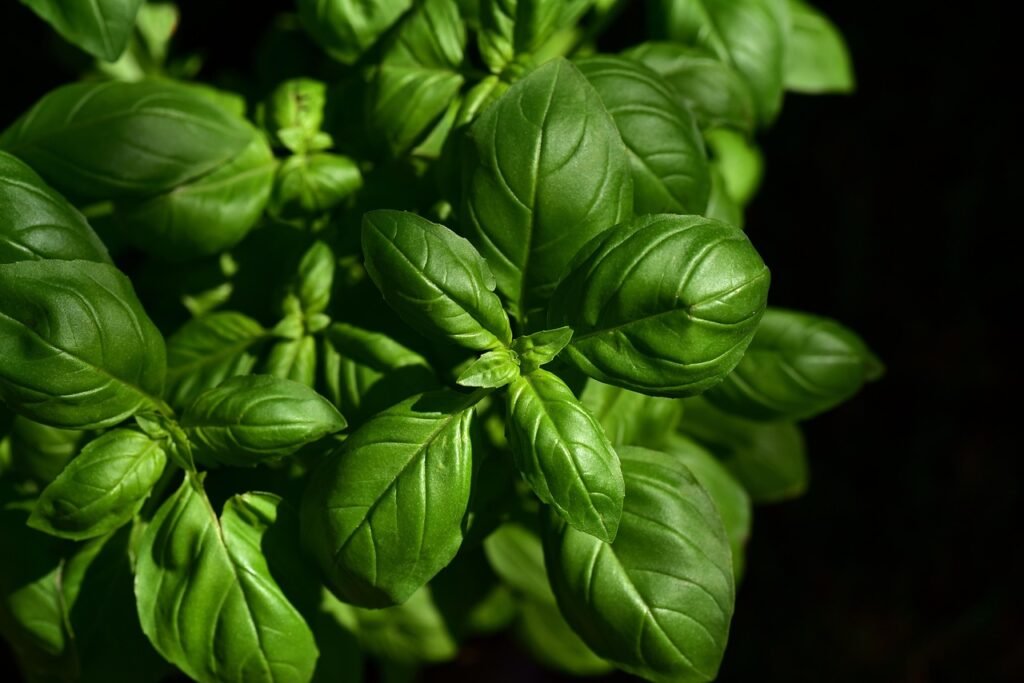 Close view of bright green basil leaves and stem tips against a dark background
