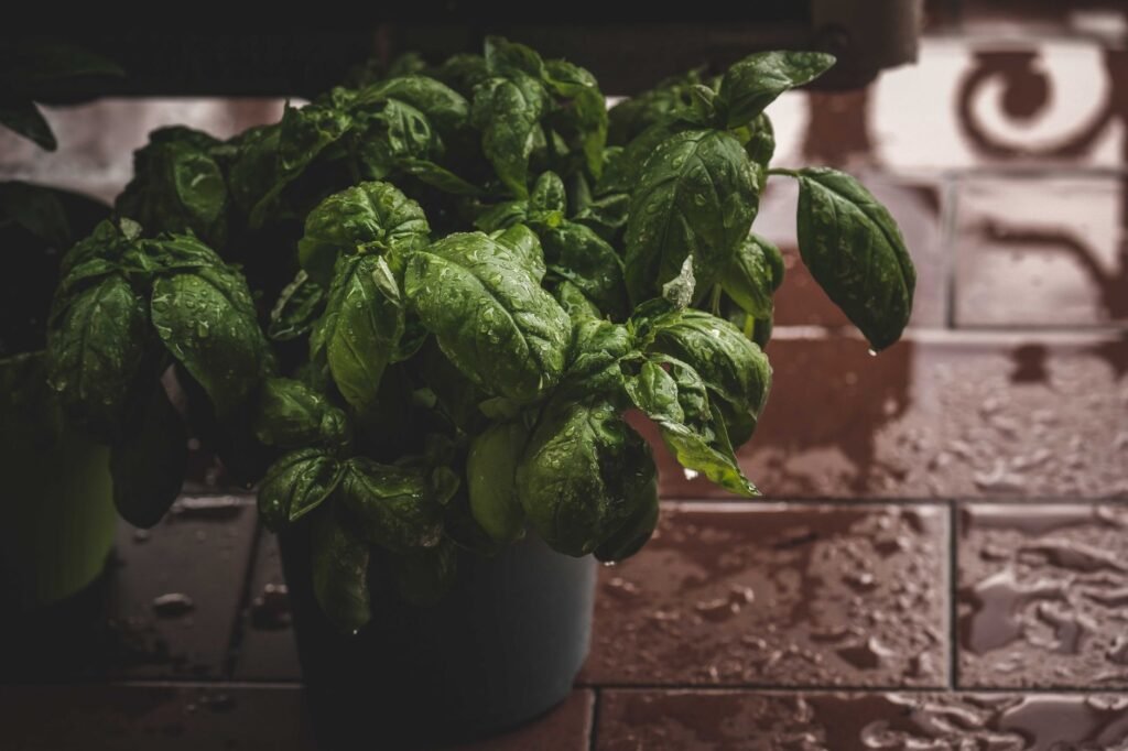 Potted basil plant with glossy green leaves and water droplets beside wet tiles