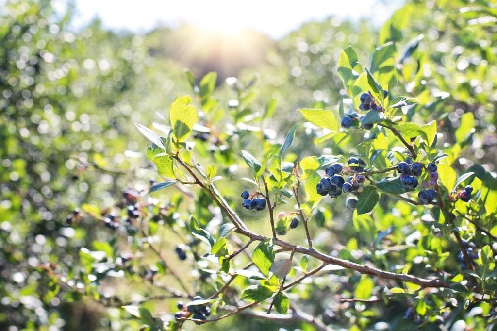 Blueberry bushes with clusters of ripening dark berries and green leaves in soft sunlight