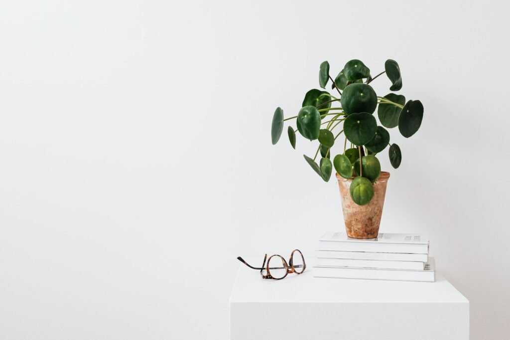 Pilea plant with round coin shaped leaves in a clay pot on stacked books