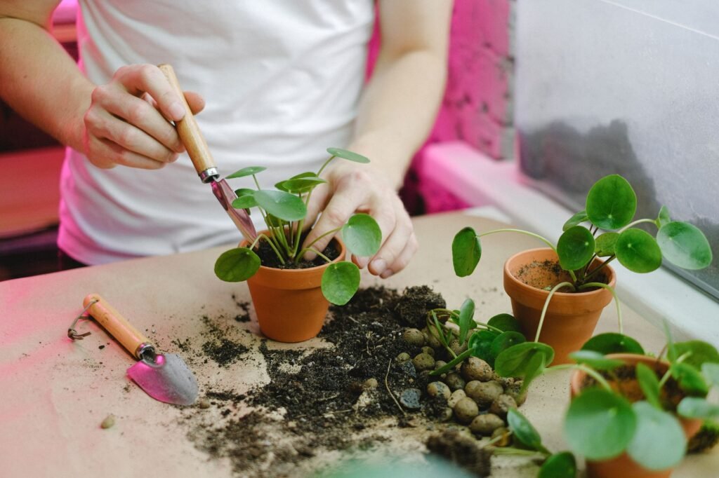 Hands repotting small pilea plant pups into terracotta pots on a table scattered with soil