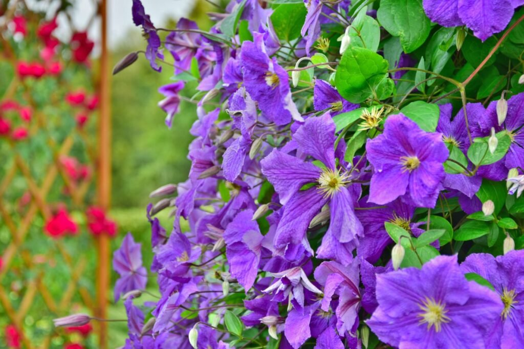 Purple clematis in full bloom climbing beside a wooden garden lattice