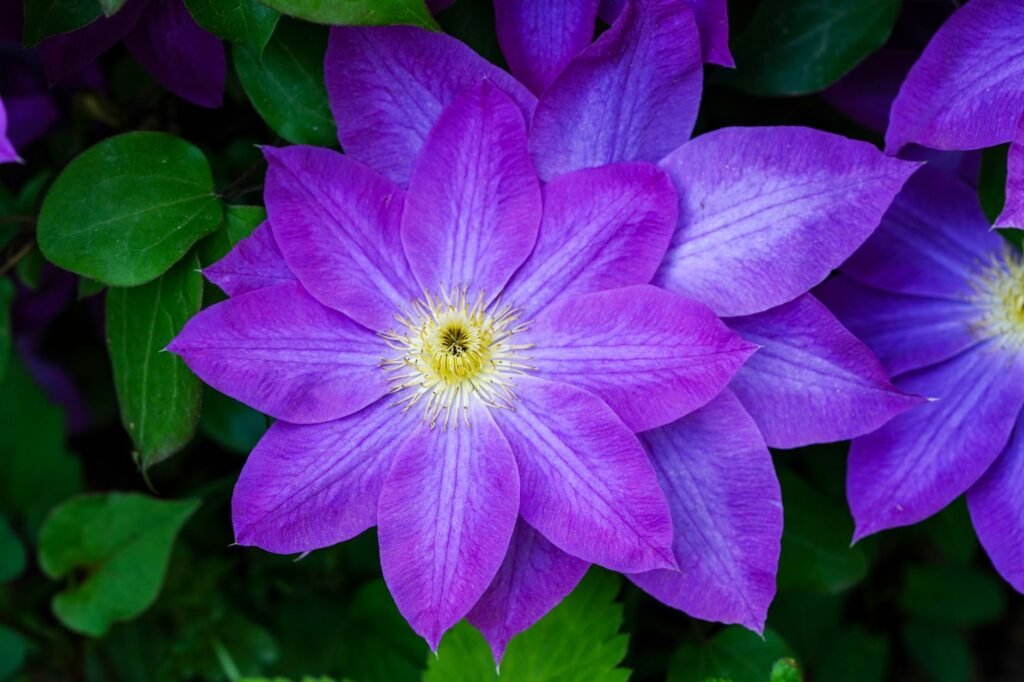 Close-up of a vibrant purple clematis flower in full bloom, showcasing its stunning natural beauty