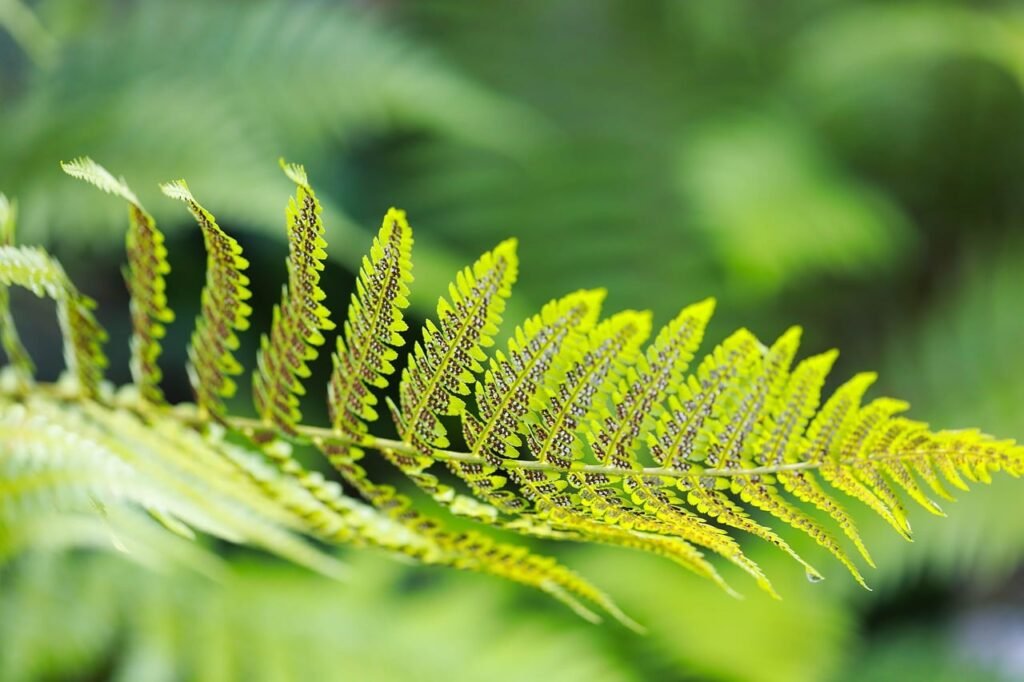 Close view of a bright green fern frond with soft blurred foliage behind it
