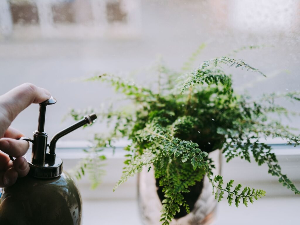 Hand misting a lacy green fern in a pot beside a bright window
