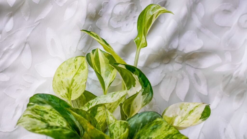 Close up of variegated pothos leaves with cream and green markings