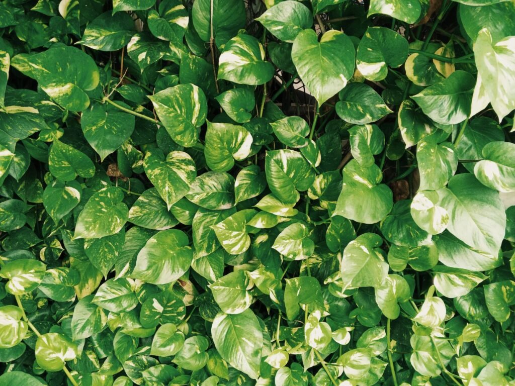 Dense cluster of vibrant green Golden Pothos leaves showcasing rich textures and patterns