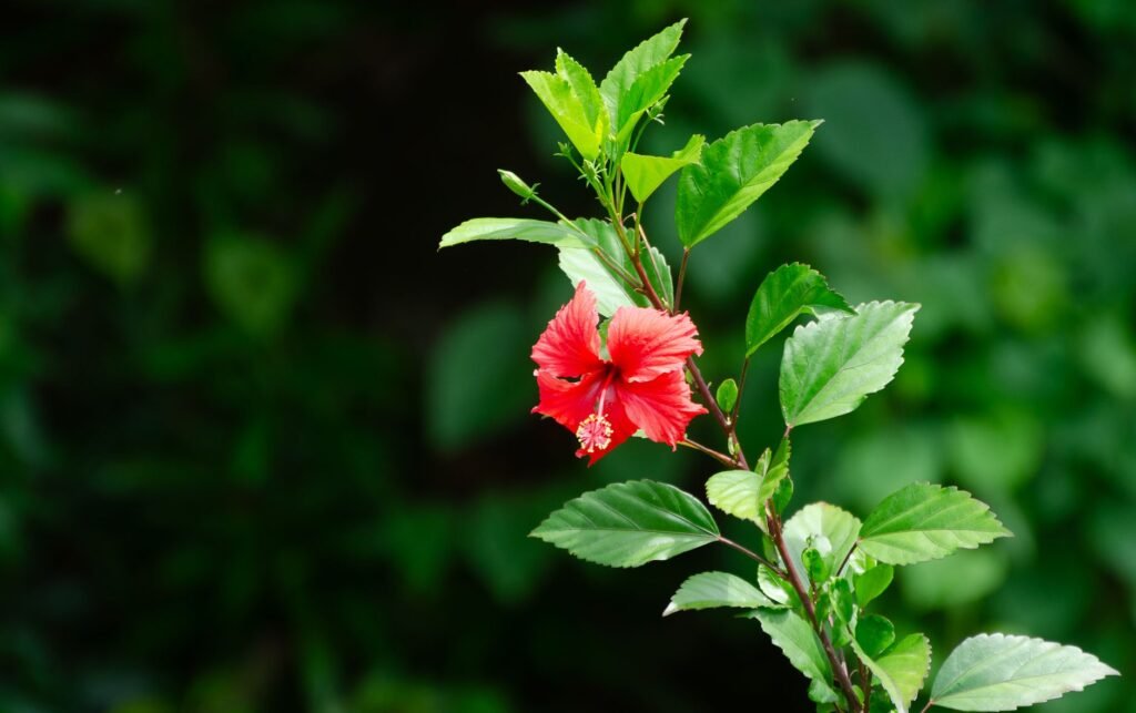 A striking red hibiscus flower against lush green leaves, captured outdoors