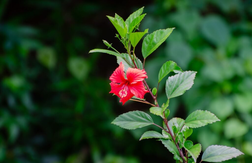 Close-up of a red hibiscus flower among vibrant green leaves, showcasing natural beauty