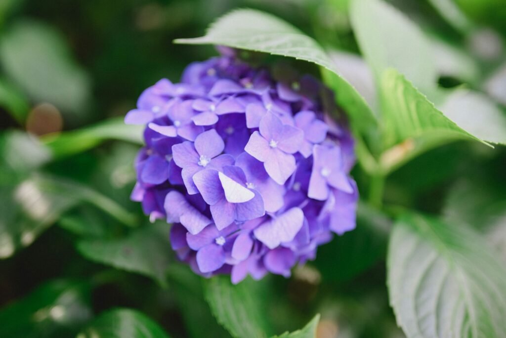 Vibrant purple hydrangea flower in full bloom surrounded by lush green leaves