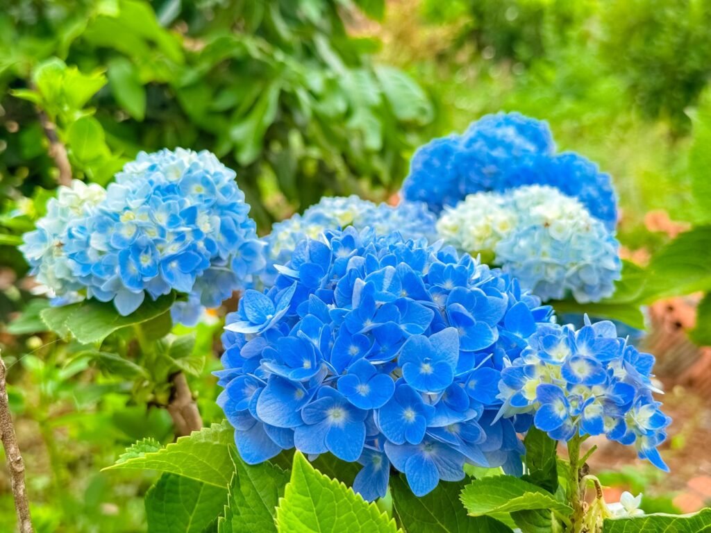 Vibrant blue hydrangea flowers captured in a lush garden in Gia Lai, Vietnam