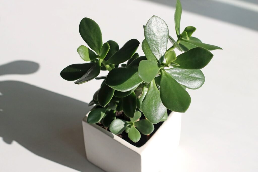 A young jade plant growing in a small white square pot
