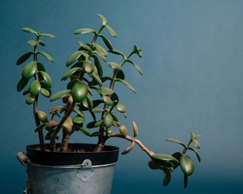Crassula plant with green leaves and stems in pot placed in metal bucket on blue background in light place