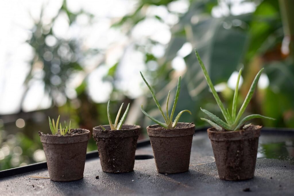Four young plants growing in small biodegradable peat pots on a greenhouse bench