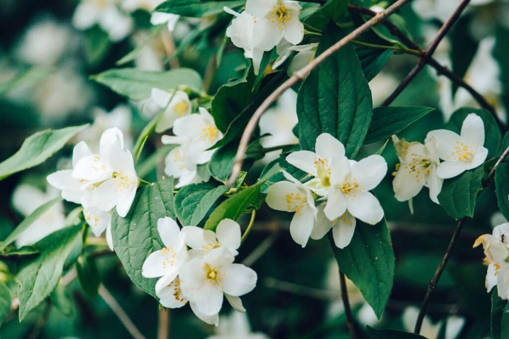 Close-up of delicate white jasmine flowers in full bloom surrounded by lush green leaves