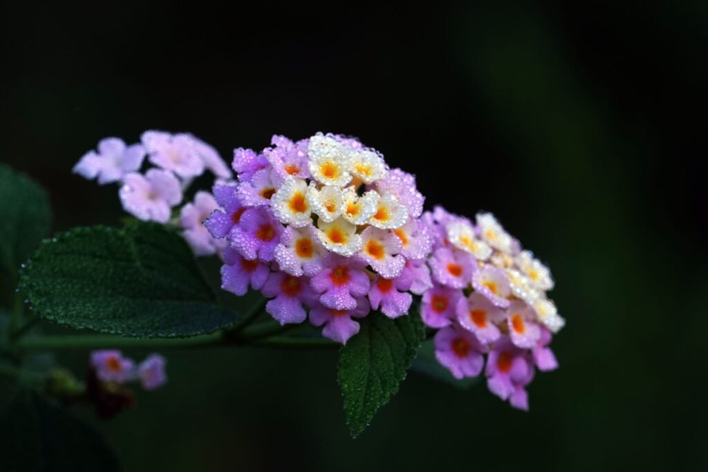 A detailed close-up photo of colorful dewy common lantana flowers showcasing natural beauty