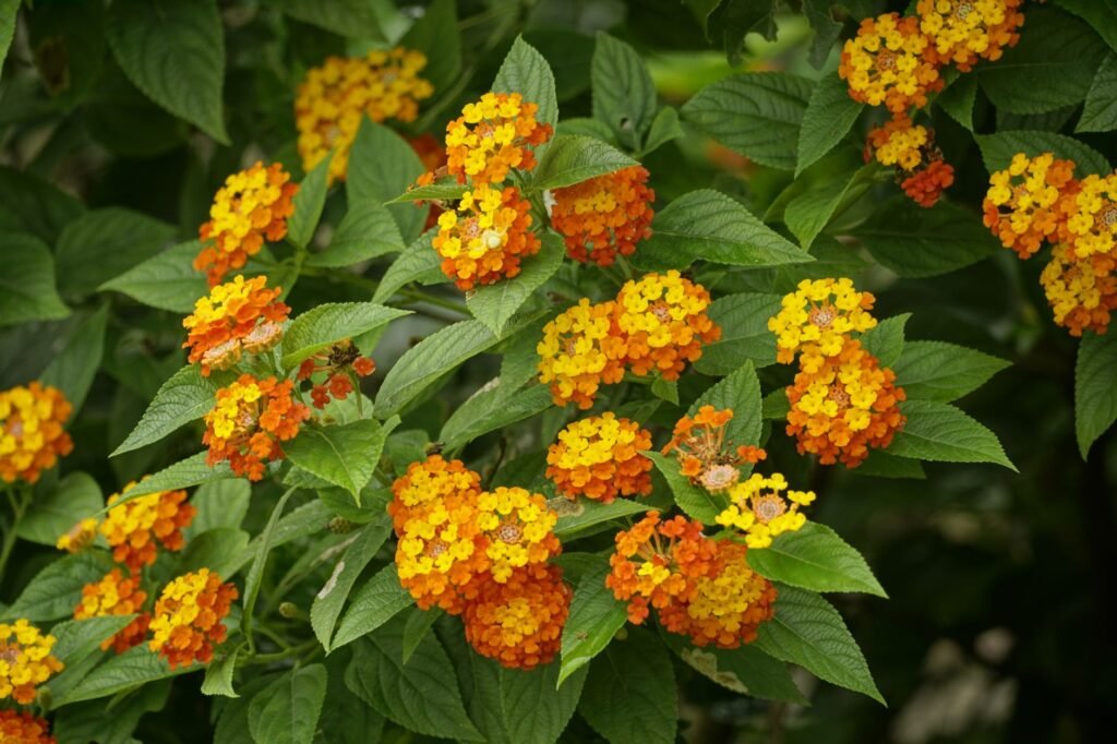 Close-up of bright orange and yellow lantana flowers blooming in a garden setting