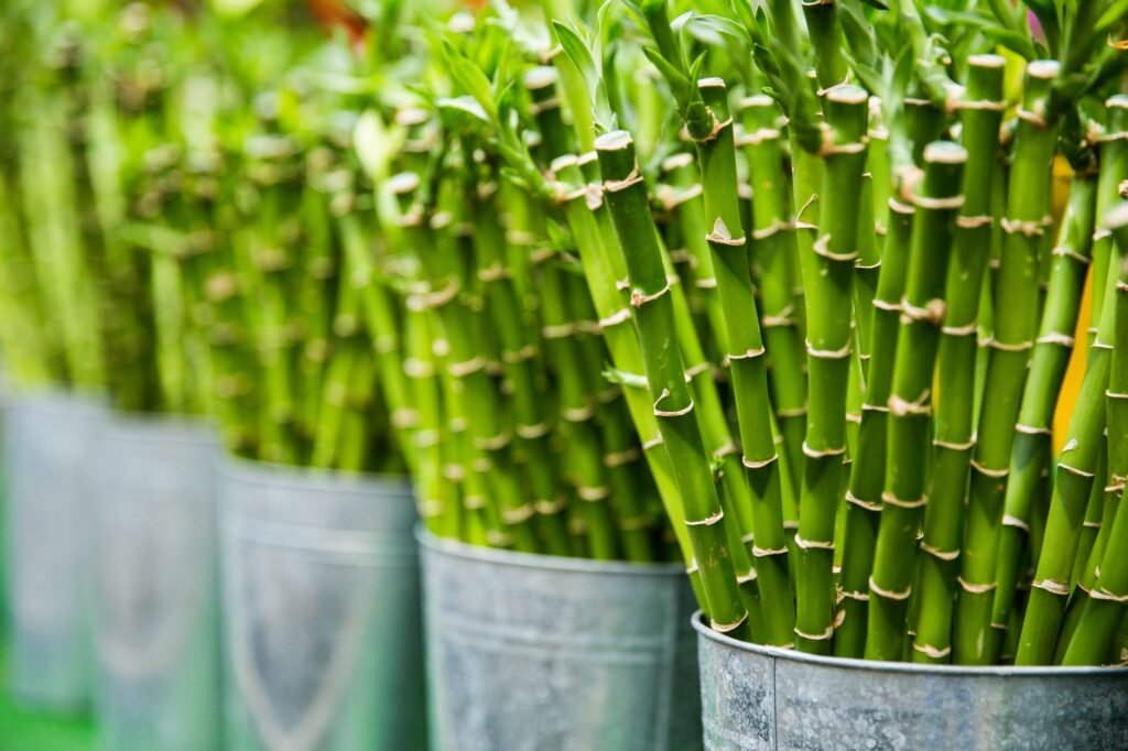 Bundles of green lucky bamboo stalks with leafy tops standing in metal pails