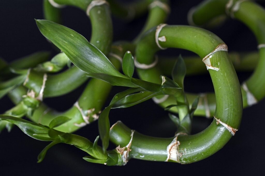 Curled green lucky bamboo stalks with leafy shoots against a dark background