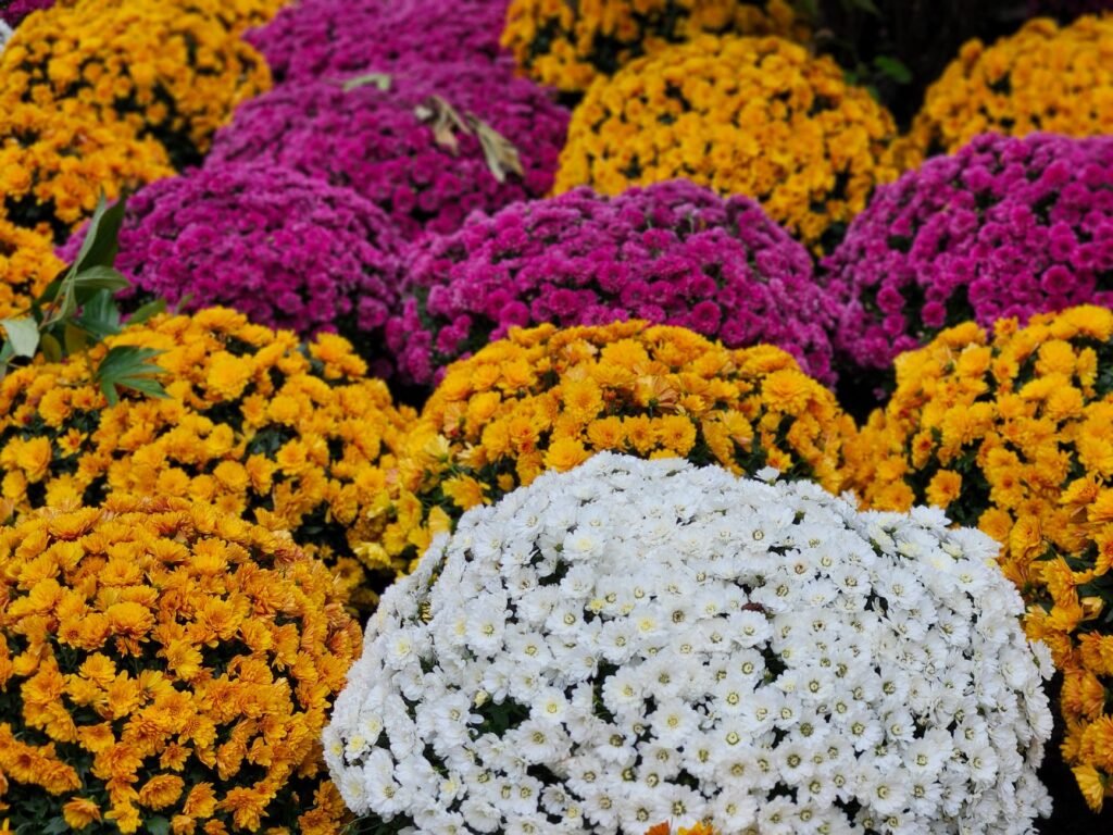 Rows of potted garden mums blooming in purple, orange and white