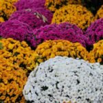 How to Propagate Mums From Cuttings or Division