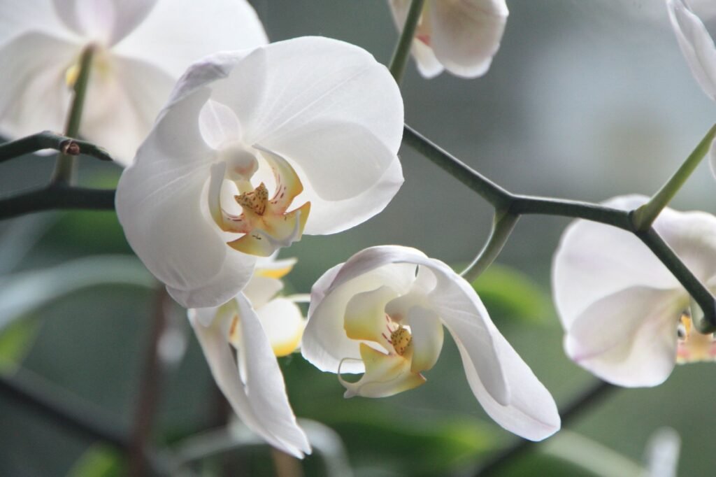 Close-up of elegant white orchids with delicate petals in natural light, emphasizing their beauty