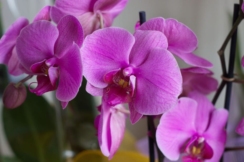Exquisite Doritaenopsis orchids displaying vibrant pink petals in natural light