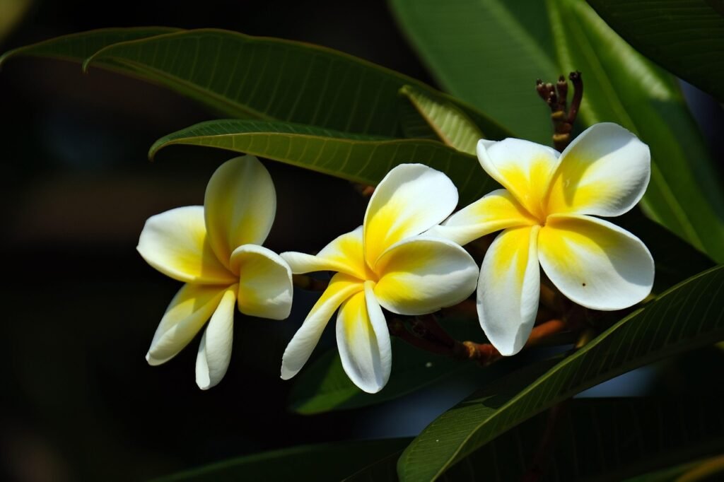 White plumeria flowers with yellow centers among long glossy green leaves